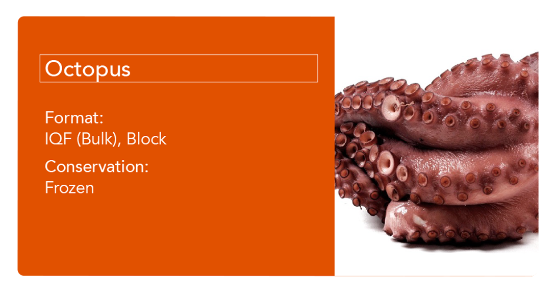 Octopus_ok